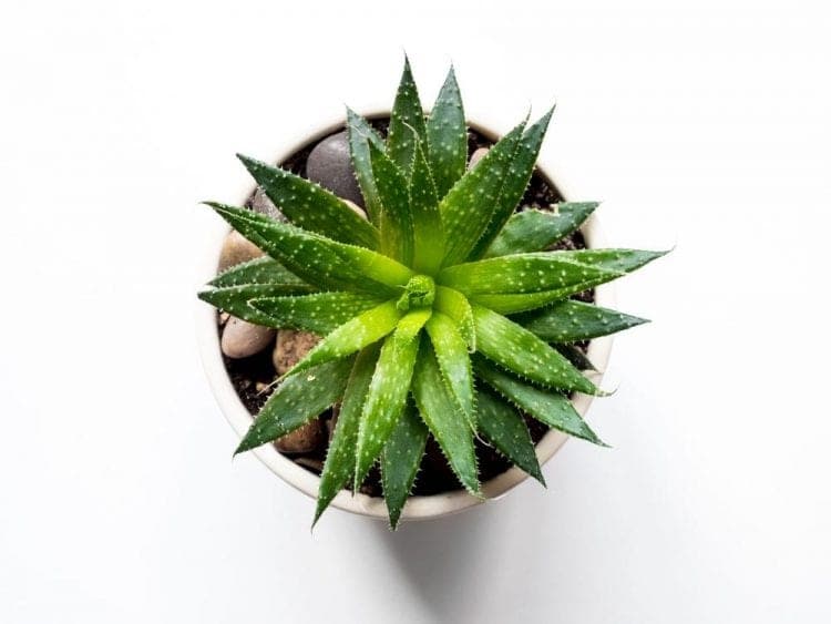 Ibizaole: la tienda online de Aloe Vera