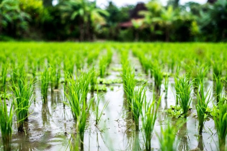 Cultivo de arroz